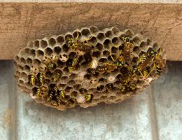 Что делать, если в доме завелись осы: как избавиться и убрать гнезда?
